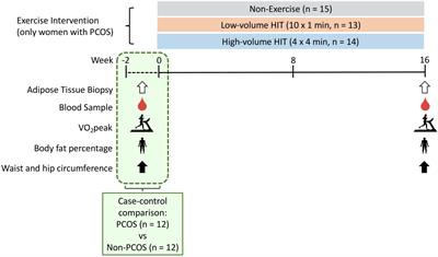 Circulating and Adipose Tissue miRNAs in Women With Polycystic Ovary Syndrome and Responses to High-Intensity Interval Training